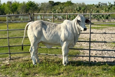 LOT 09 - MS K BRAND 61