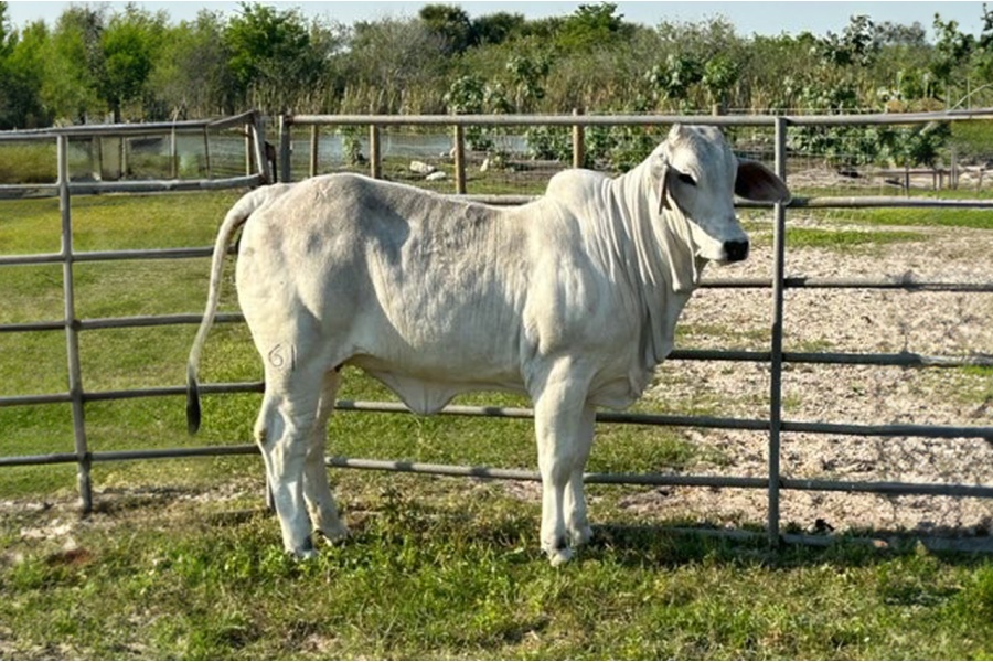 LOT 09 - MS K BRAND 61