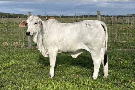 LOT 04 - NC MISS TISH 364