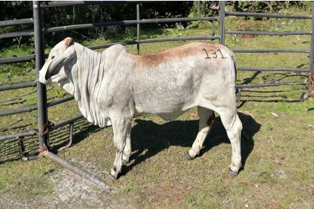 LOT 26 - 	T4 MS MELIWESEMPDOCMANSOLANAII 131