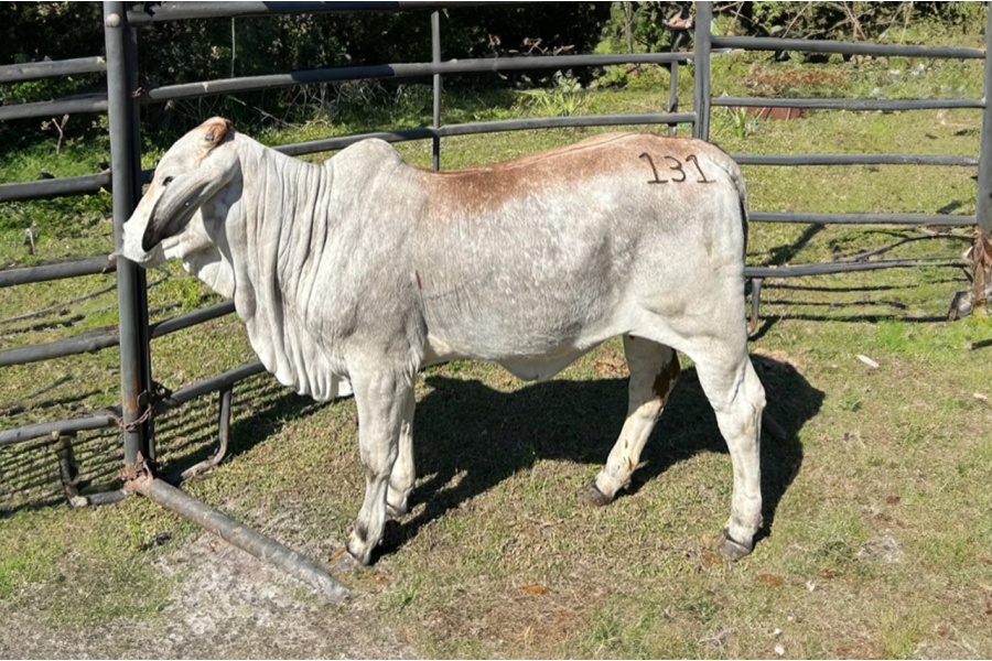 LOT 26 - 	T4 MS MELIWESEMPDOCMANSOLANAII 131
