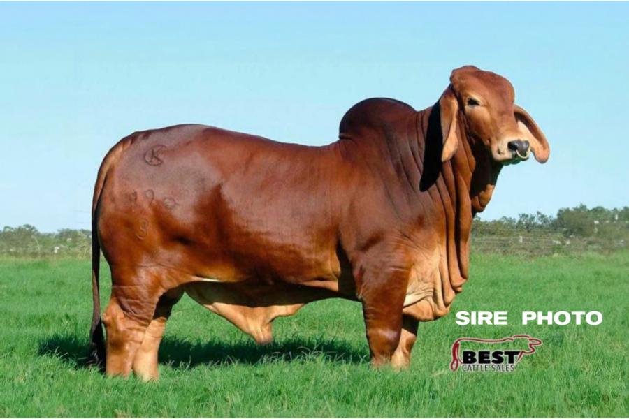 LOT 24 - CT MS TO RHINEAUX 9/14 x +MR WINCHESTER MAGNUM 999 - (3) THREE CONVENTIONAL EMBRYOS