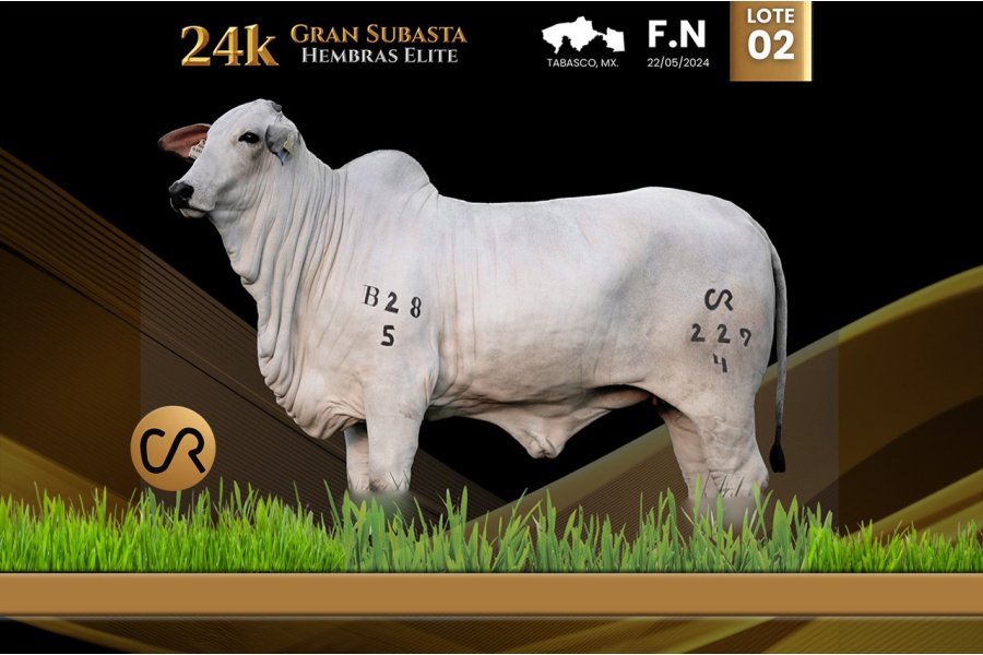 LOT 02 - CR 229/4