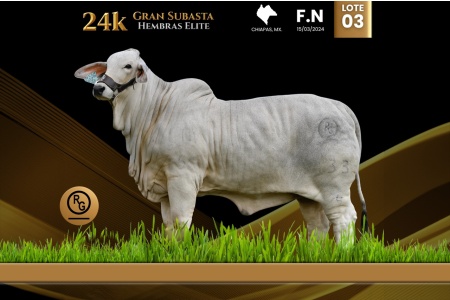 LOT 03 - RGO GAVINA DE MONTEBELLO FIV 533/4