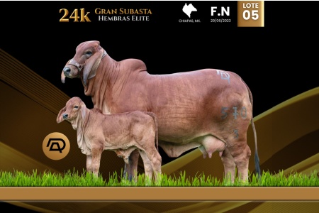 LOT 05 - DAO MISS CHIAPANECA FIV 570/3