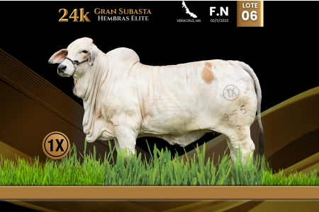 LOT 06 - CRB 3M TE 955/3