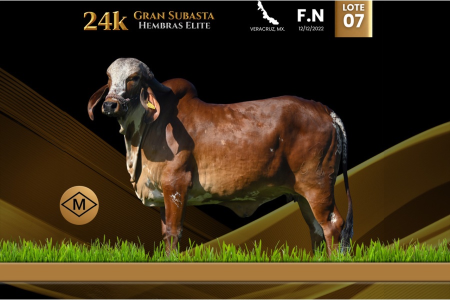 LOT 07 - AMR DOÑA IA 662/2