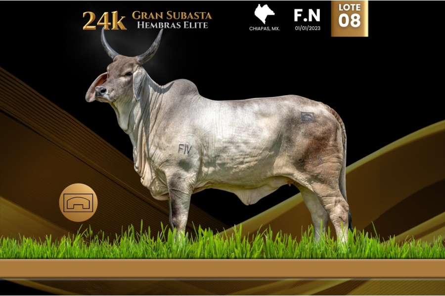 LOT 08 - JGTM MISS BODEGA RAGA TE 946