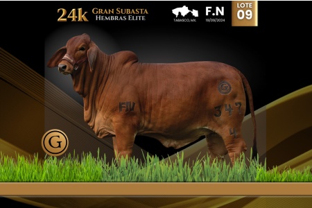 LOT 09 - MISS HG LA LADRONA FIV 347/4