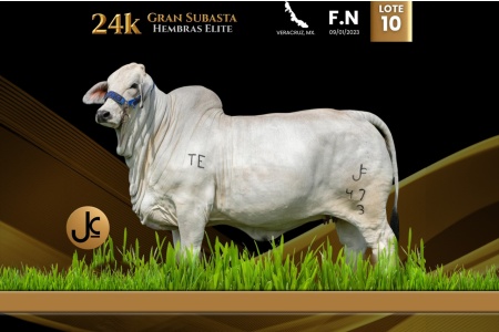 LOT 10 - CAMC CHARLOTTE TE 47/3