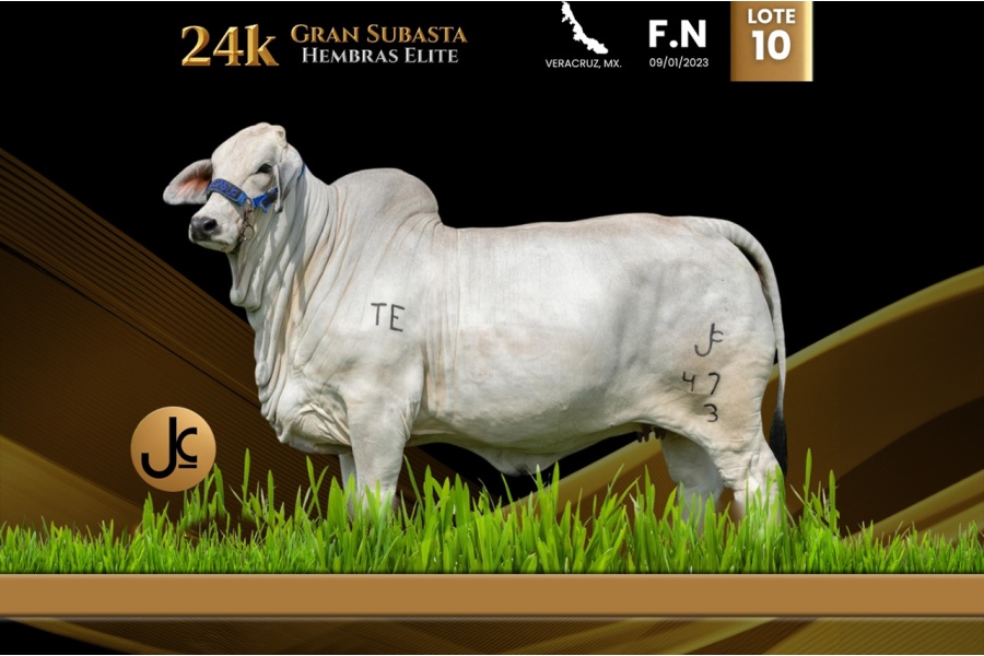 LOT 10 - CAMC CHARLOTTE TE 47/3
