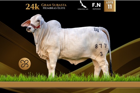 LOT 11 - GRDA AIME DEL ALBA TE 877/3