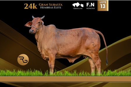 LOT 13 - RGGC - MISS COCOTERO FIV 314/2
