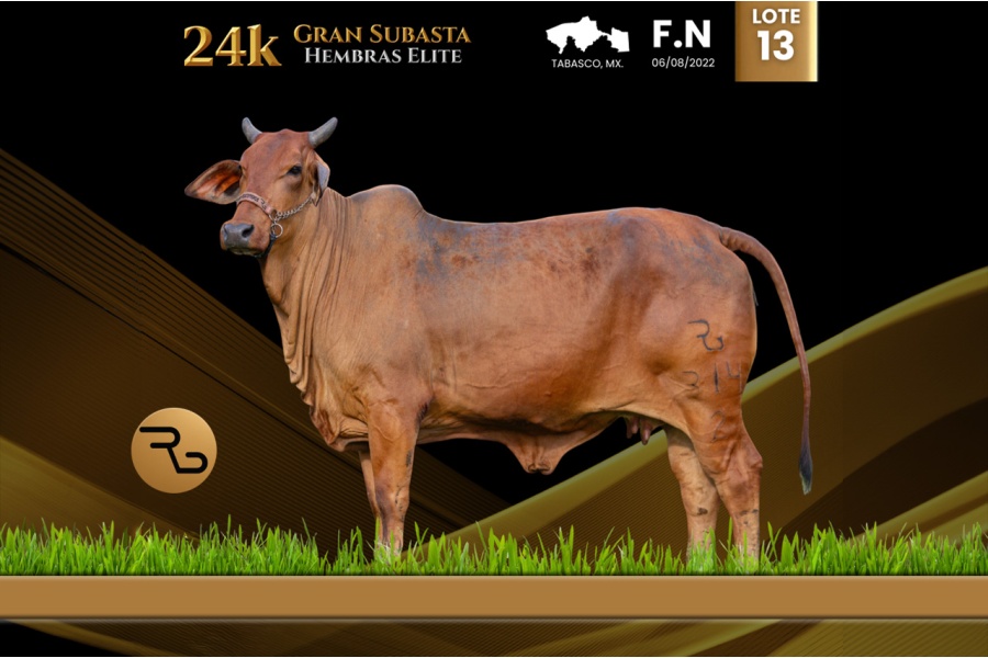 LOT 13 - RGGC - MISS COCOTERO FIV 314/2