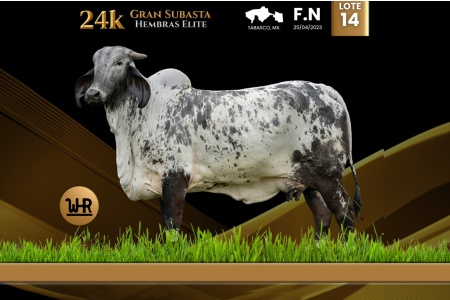 LOT 14 - JSHD MISS DON WALTER IA 1032/3