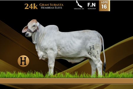 LOT 16 - DAC LADY COPOSO ECHO BROSS TE 01/4