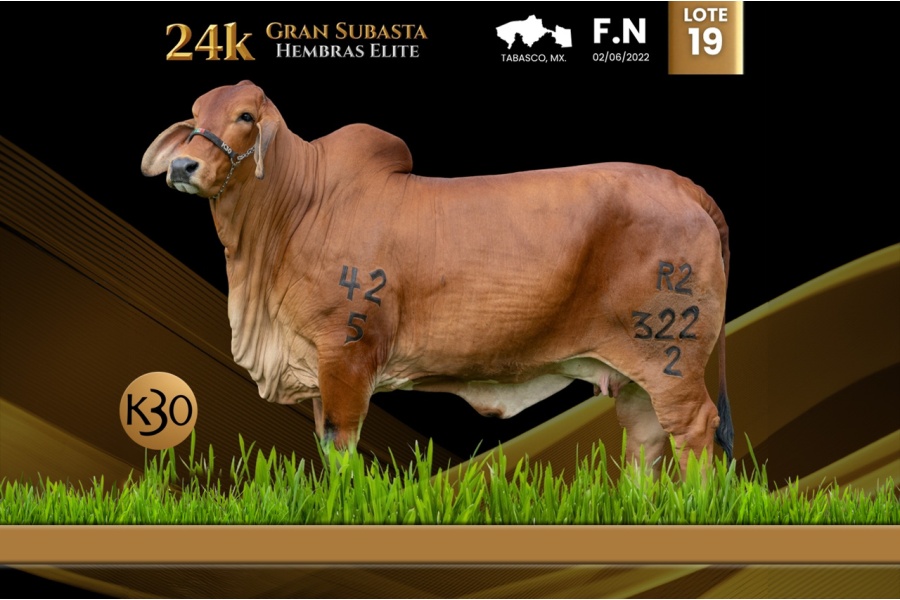 LOT 19 - K30 R2 322/2 FIV