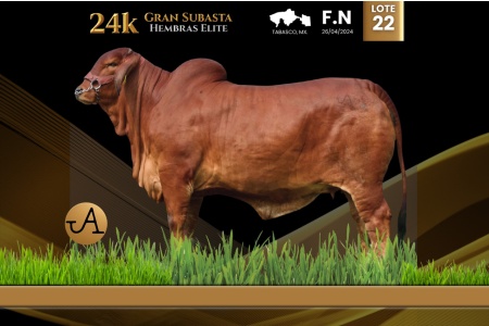 LOT 22 - JJAL MISS NARANJOS FIV 464/4