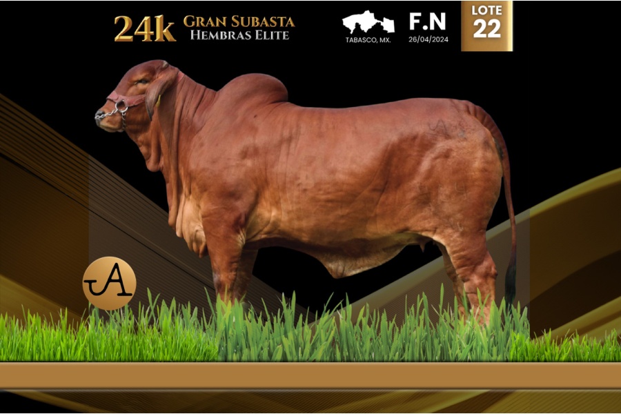 LOT 22 - JJAL MISS NARANJOS FIV 464/4
