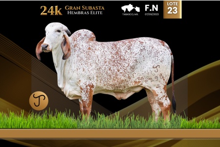 LOT 23 - RV SUAVEL IA 290/3