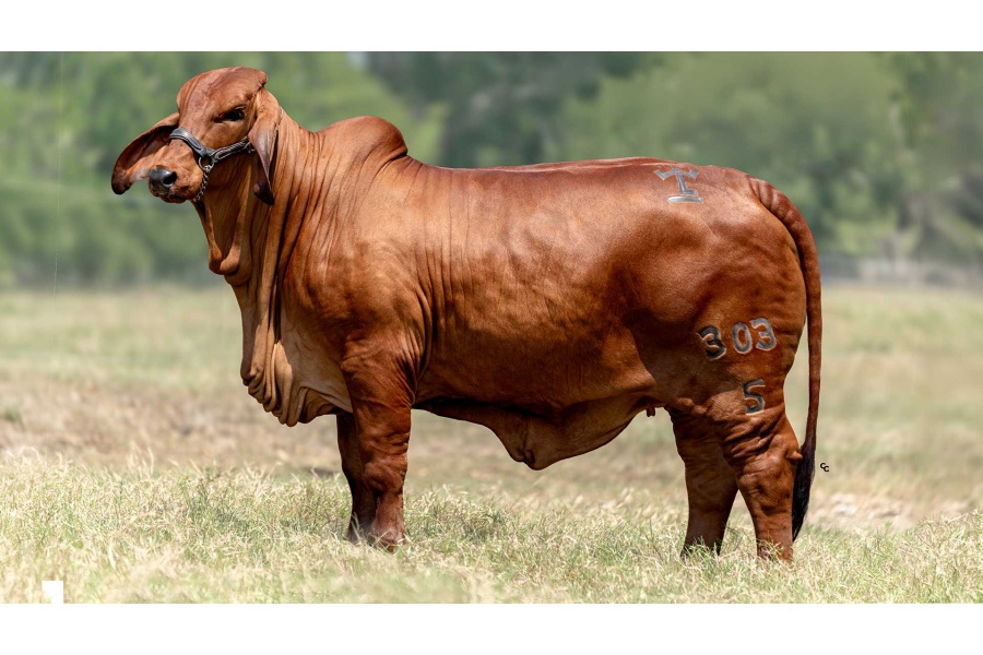 LOTE 02 - CMLA CRIADERO LASTRA R 303/5 IA