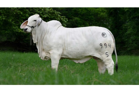 LOTE 10 - CRB G3M 994/5 TE