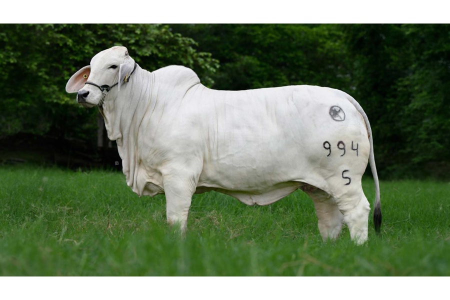 LOTE 10 - CRB G3M 994/5 TE