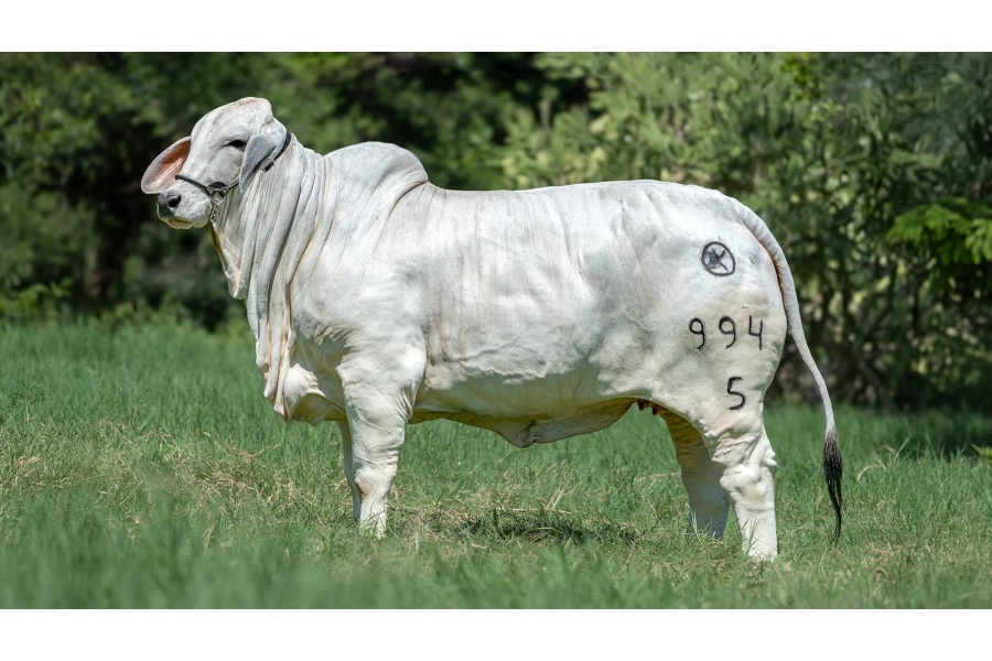 LOTE 10 - CRB G3M 994/5 TE