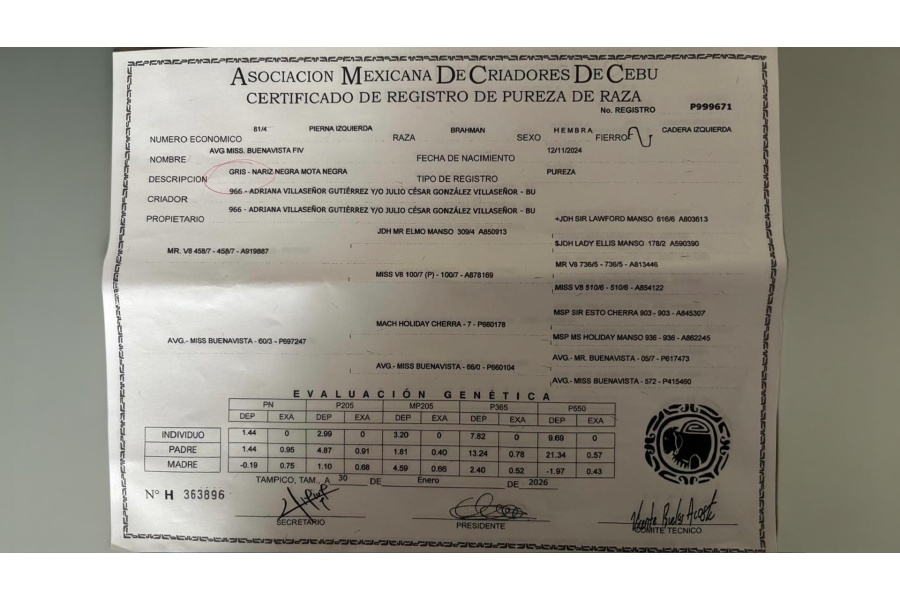 LOTE 13 - AVG MISS. BUENAVISTA FIV