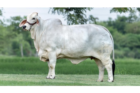 LOTE 14 - FMSH MAYA SHEPHANIE 881 TE