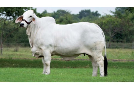 LOTE 14 - FMSH MAYA SHEPHANIE 881 TE