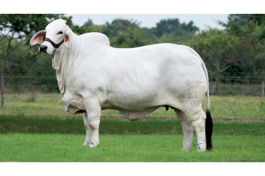 LOTE 14 - FMSH MAYA SHEPHANIE 881 TE