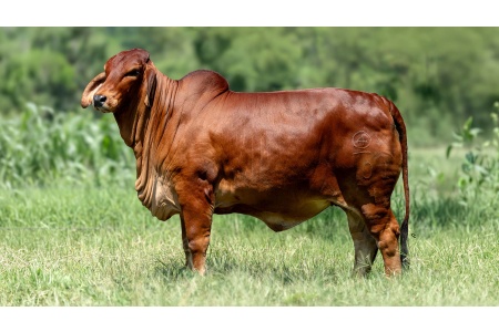 LOTE 15 - VMNQ AGUACATILLO/VICTORIA 501