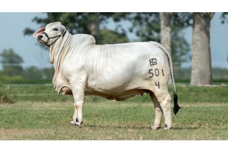 LOTE 17 - PGR MISS SHISHA 501/4 TE