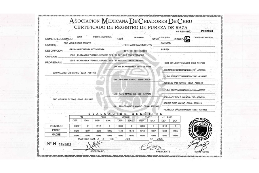 LOTE 17 - PGR MISS SHISHA 501/4 TE