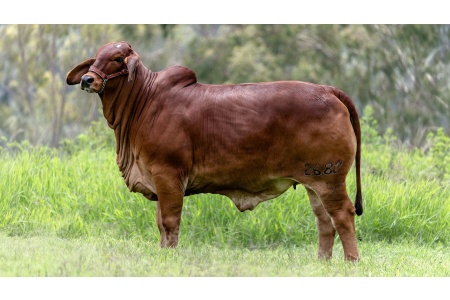 LOTE 18 - CGSG GRANADA TE 2682/5