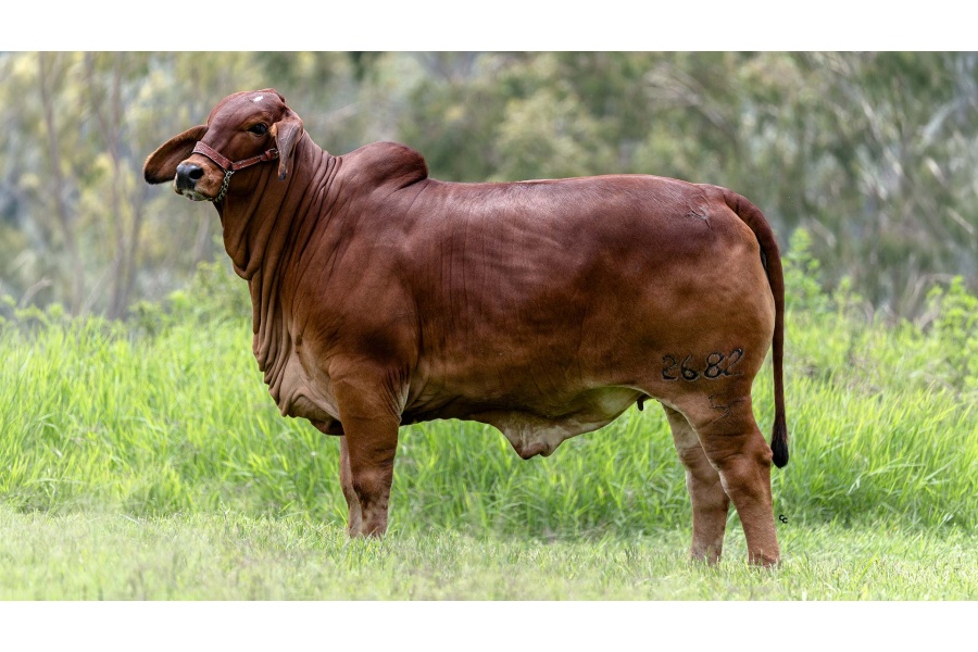 LOTE 18 - CGSG GRANADA TE 2682/5