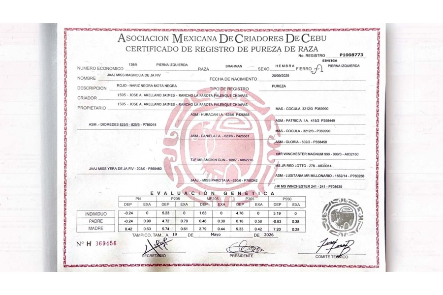 LOTE 19 - JAAJ MISS MAGNOLIA DE JA FIV 138/5