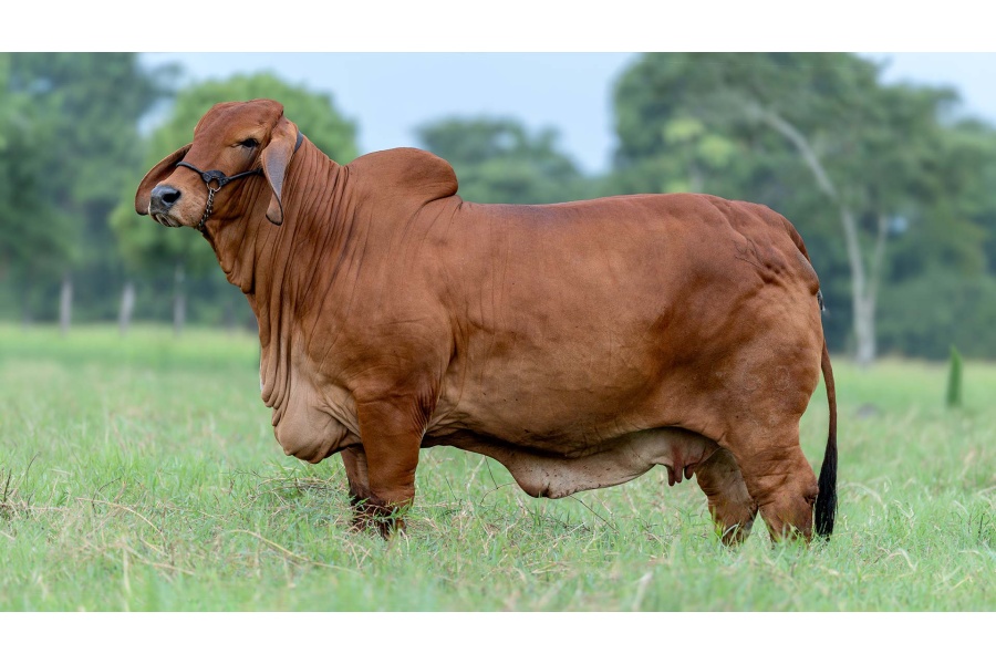 LOTE 21 - 460/1