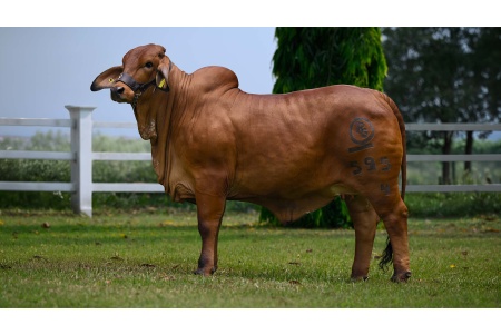LOTE 22 - RGO NUTELA DE MONTEBELLO IA 595/4