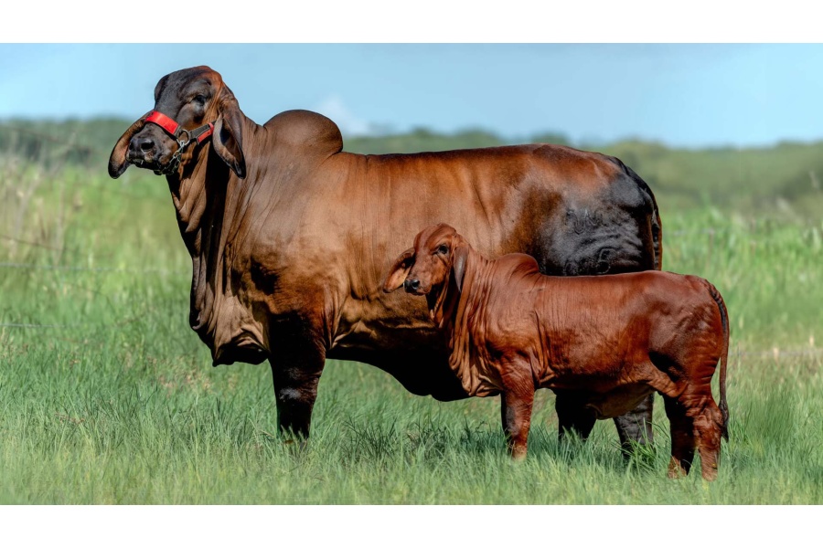 LOTE 24 - AJM MISS AJM REINA 05/24 IA