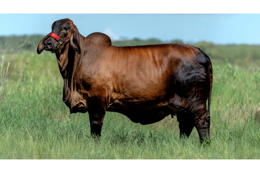 LOTE 24 - AJM MISS AJM REINA 05/24 IA