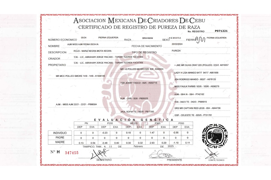 LOTE 24 - AJM MISS AJM REINA 05/24 IA