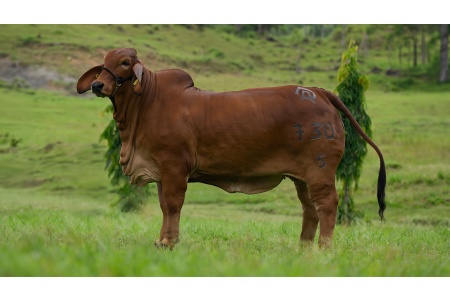 LOTE 04 - DAO AURA CHIAPANECA 730 FIV