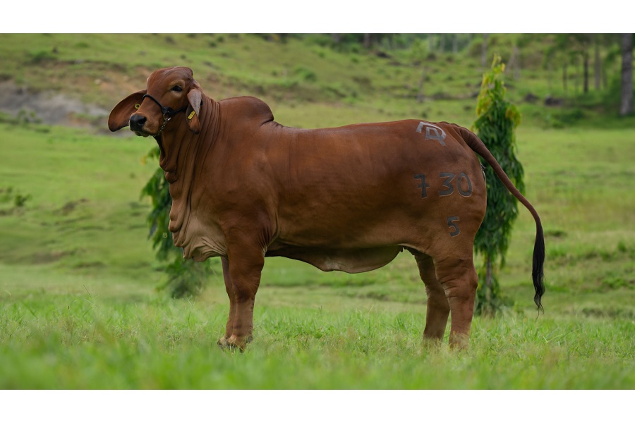 LOTE 04 - DAO AURA CHIAPANECA 730 FIV
