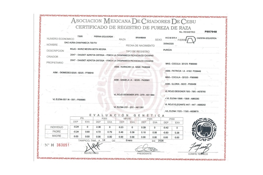 LOTE 04 - DAO AURA CHIAPANECA 730 FIV