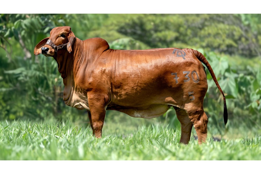 LOTE 04 - DAO AURA CHIAPANECA 730 FIV