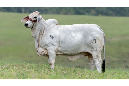 LOTE 05 - RYRGO SUNKA MONTEBELLO 215/5 FIV