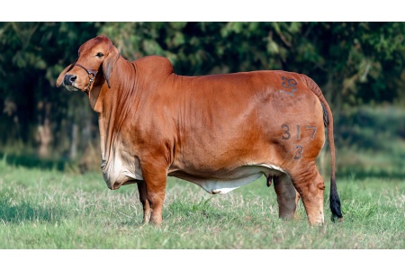 LOTE 06 - GRDAR DAILA DEL ALBA 317/3 TE