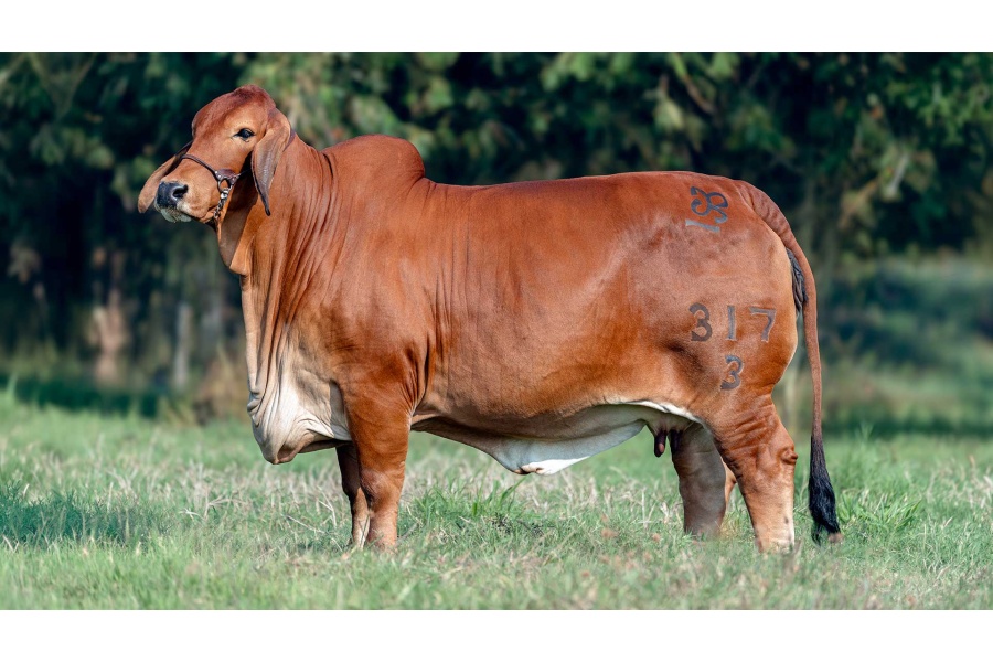 LOTE 06 - GRDAR DAILA DEL ALBA 317/3 TE